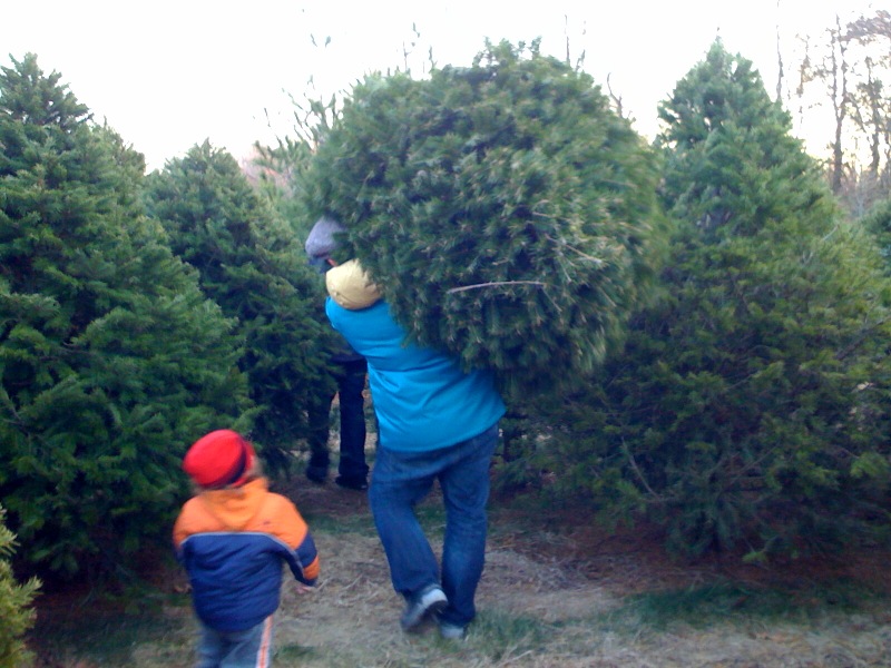Daddy carries away the tree